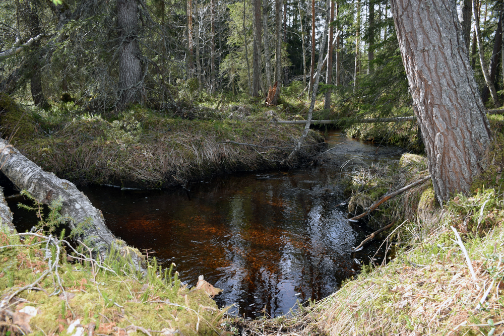 Skog runt ett vattendrag